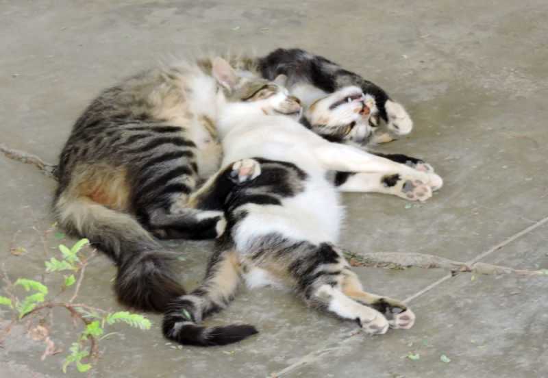 Перу, в натуре! Крайний север, декабрь 2025 – январь 2026