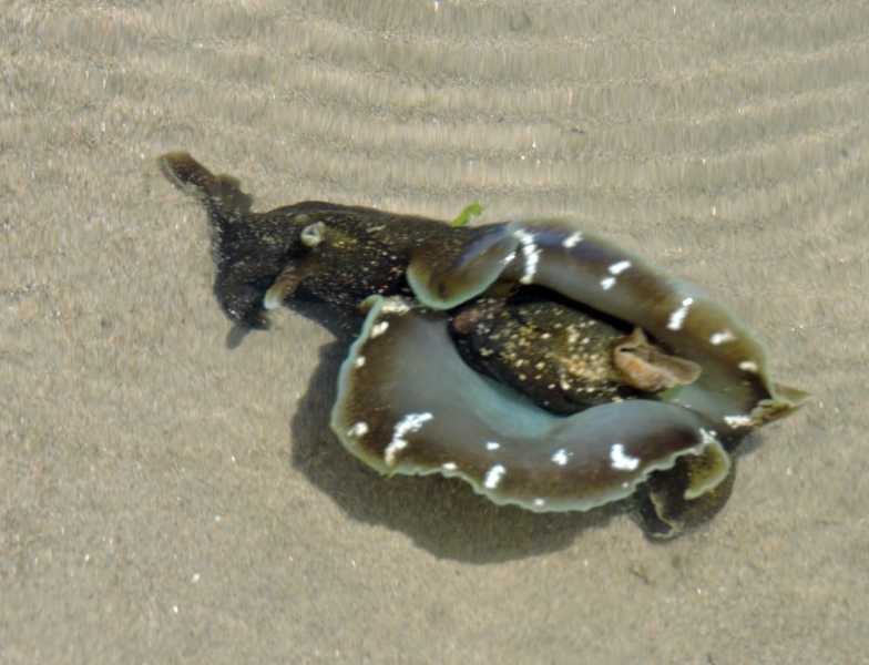 Перу, в натуре! Крайний север, декабрь 2025 – январь 2026