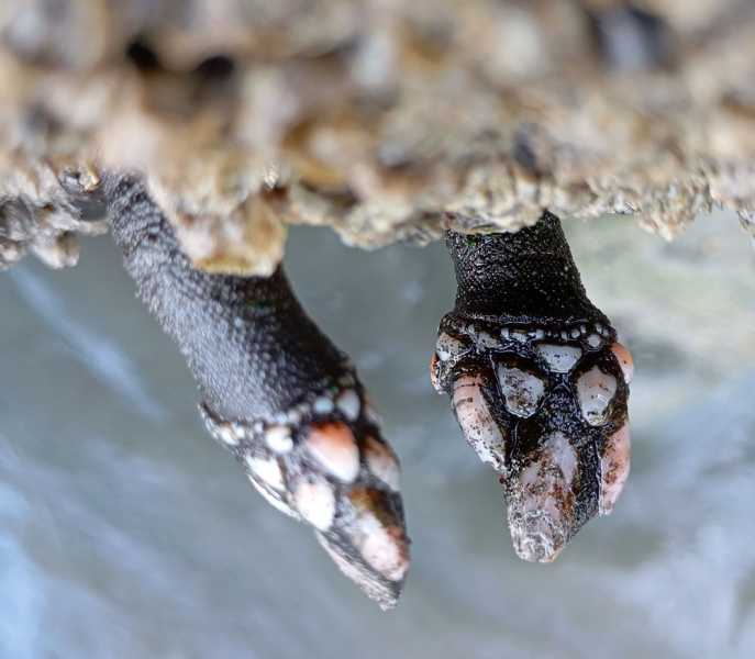 Перу, в натуре! Крайний север, декабрь 2025 – январь 2026