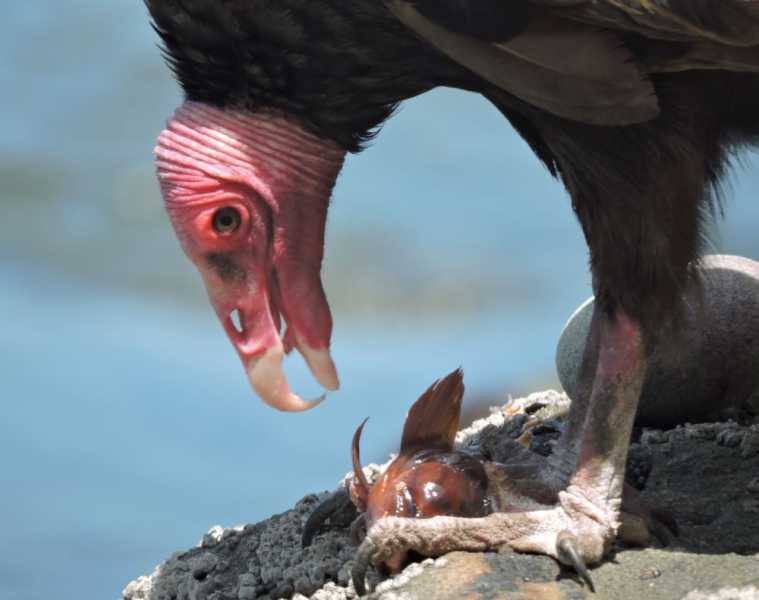 Перу, в натуре! Крайний север, декабрь 2025 – январь 2026