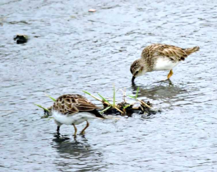 Перу, в натуре! Крайний север, декабрь 2025 – январь 2026