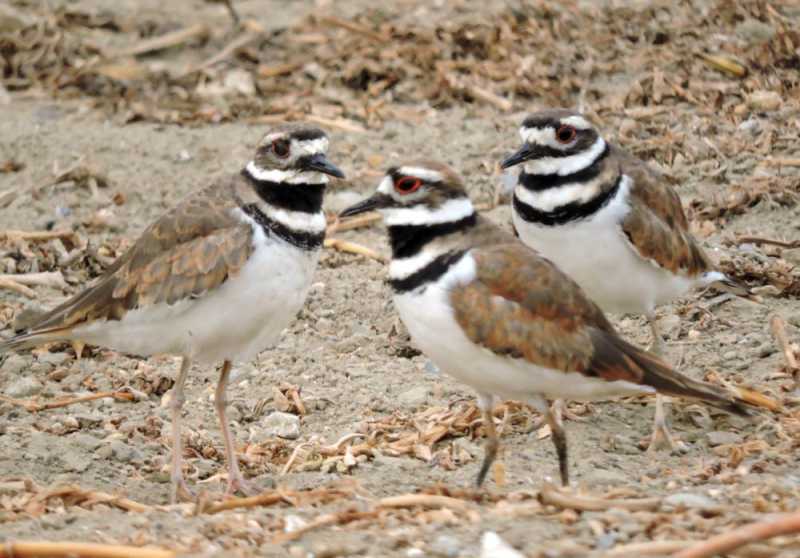 Перу, в натуре! Крайний север, декабрь 2025 – январь 2026