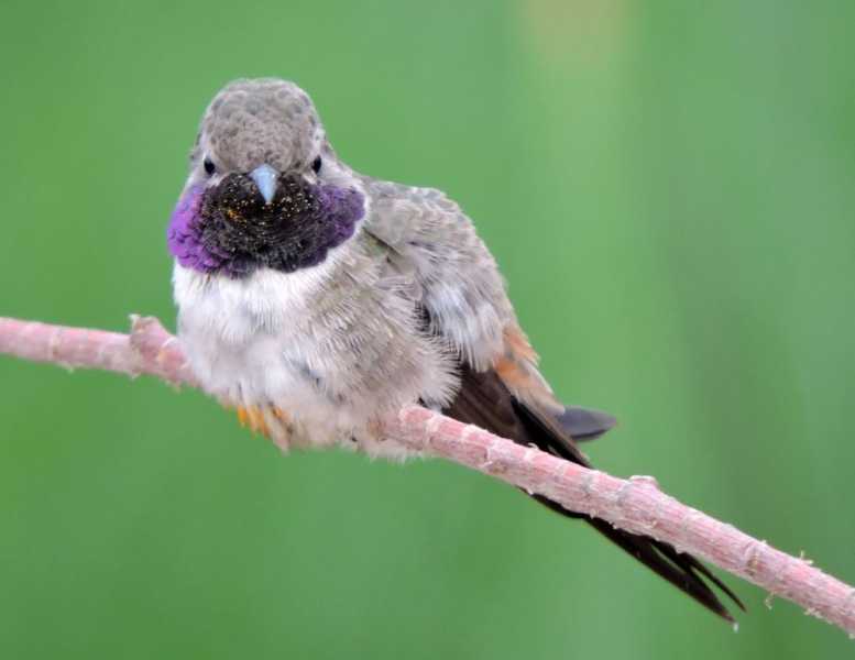 Перу, в натуре! Крайний север, декабрь 2025 – январь 2026