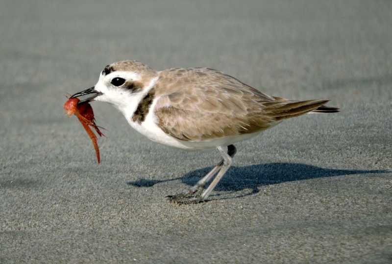 Перу, в натуре! Крайний север, декабрь 2025 – январь 2026