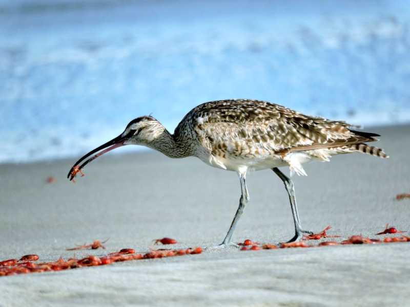 Перу, в натуре! Крайний север, декабрь 2025 – январь 2026