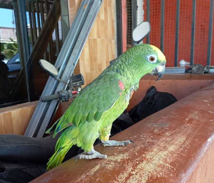 Перу, в натуре! Крайний север, декабрь 2025 – январь 2026