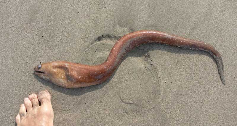 Перу, в натуре! Крайний север, декабрь 2025 – январь 2026