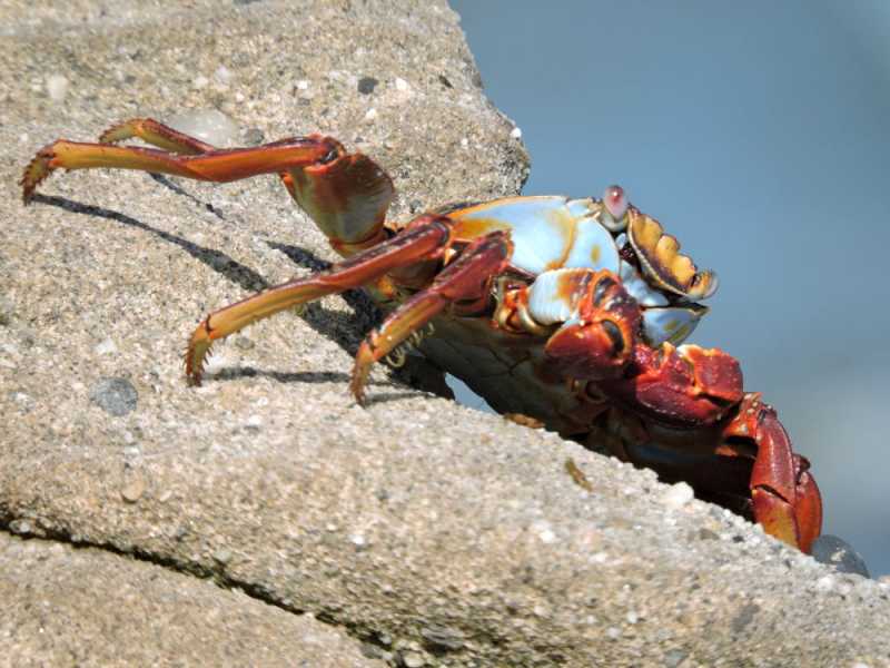 Перу, в натуре! Крайний север, декабрь 2025 – январь 2026