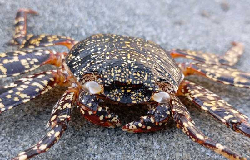 Перу, в натуре! Крайний север, декабрь 2025 – январь 2026