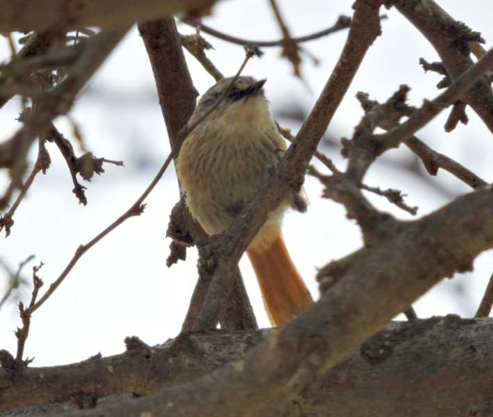 Перу, в натуре! Крайний север, декабрь 2025 – январь 2026