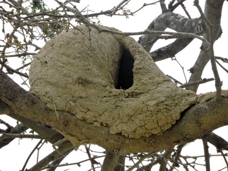 Перу, в натуре! Крайний север, декабрь 2025 – январь 2026