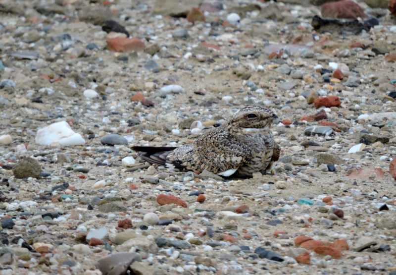 Перу, в натуре! Крайний север, декабрь 2025 – январь 2026