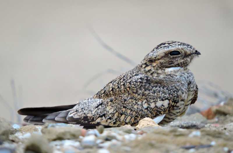 Перу, в натуре! Крайний север, декабрь 2025 – январь 2026