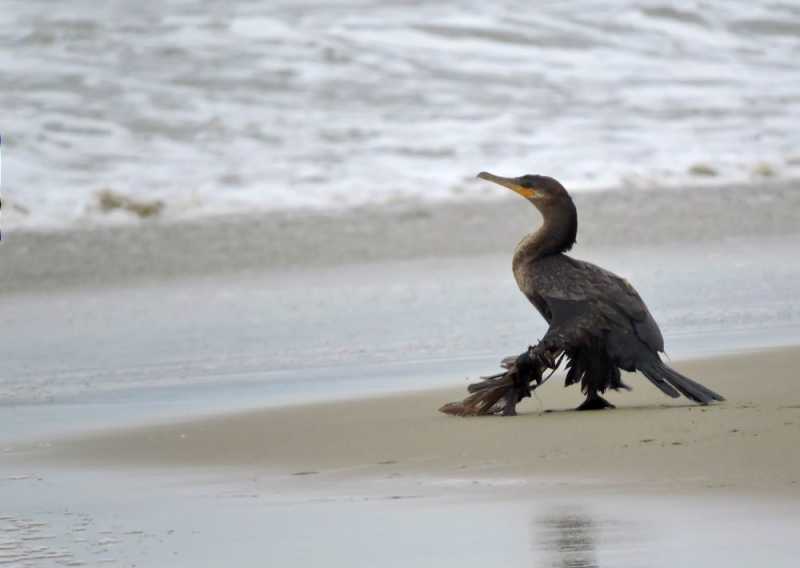 Перу, в натуре! Крайний север, декабрь 2025 – январь 2026