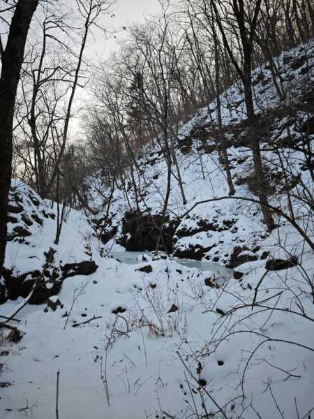 Зимний калейдоскоп глазами волонтера, или как я тигров с леопардами в Приморье фотоловушила. Январь 2026.