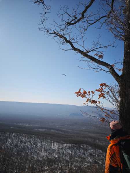 Зимний калейдоскоп глазами волонтера, или как я тигров с леопардами в Приморье фотоловушила. Январь 2026.