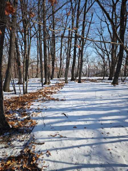 Зимний калейдоскоп глазами волонтера, или как я тигров с леопардами в Приморье фотоловушила. Январь 2026.