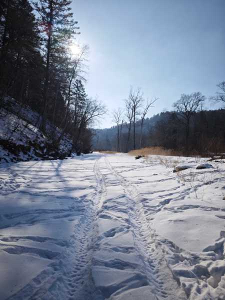 Зимний калейдоскоп глазами волонтера, или как я тигров с леопардами в Приморье фотоловушила. Январь 2026.