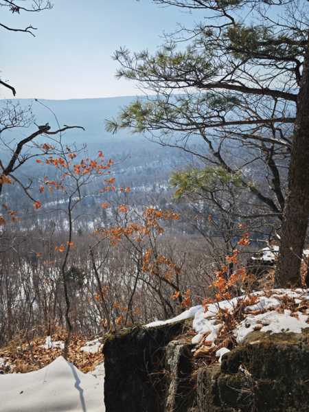 Зимний калейдоскоп глазами волонтера, или как я тигров с леопардами в Приморье фотоловушила. Январь 2026.