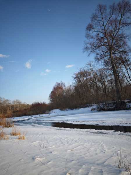 Зимний калейдоскоп глазами волонтера, или как я тигров с леопардами в Приморье фотоловушила. Январь 2026.