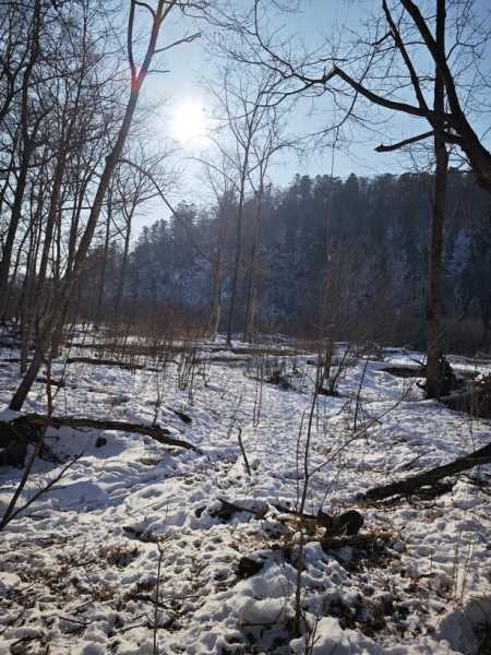 Зимний калейдоскоп глазами волонтера, или как я тигров с леопардами в Приморье фотоловушила. Январь 2026.