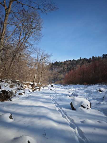 Зимний калейдоскоп глазами волонтера, или как я тигров с леопардами в Приморье фотоловушила. Январь 2026.