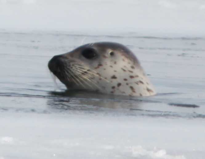 Зимний калейдоскоп глазами волонтера, или как я тигров с леопардами в Приморье фотоловушила. Январь 2026.
