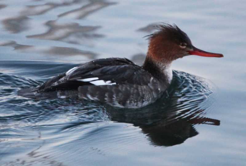 Зимний калейдоскоп глазами волонтера, или как я тигров с леопардами в Приморье фотоловушила. Январь 2026.