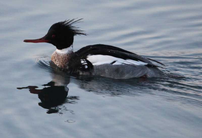 Зимний калейдоскоп глазами волонтера, или как я тигров с леопардами в Приморье фотоловушила. Январь 2026.
