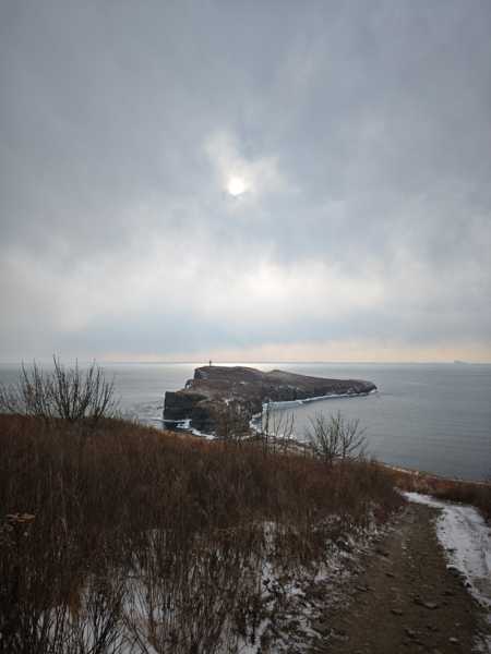Зимний калейдоскоп глазами волонтера, или как я тигров с леопардами в Приморье фотоловушила. Январь 2026.