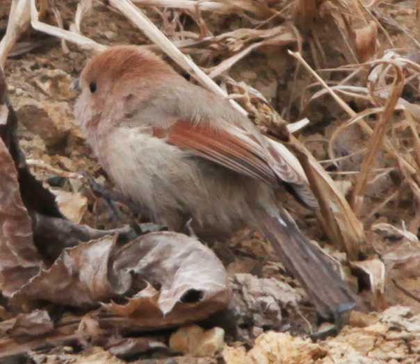 Зимний калейдоскоп глазами волонтера, или как я тигров с леопардами в Приморье фотоловушила. Январь 2026.