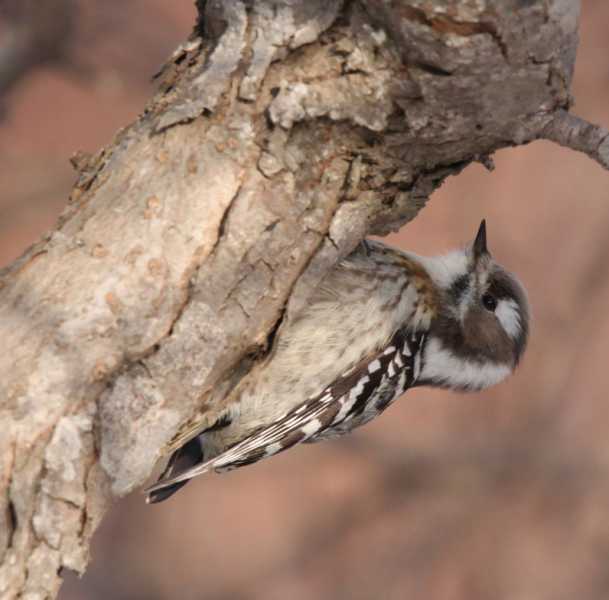 Зимний калейдоскоп глазами волонтера, или как я тигров с леопардами в Приморье фотоловушила. Январь 2026.