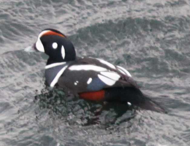 Зимний калейдоскоп глазами волонтера, или как я тигров с леопардами в Приморье фотоловушила. Январь 2026.