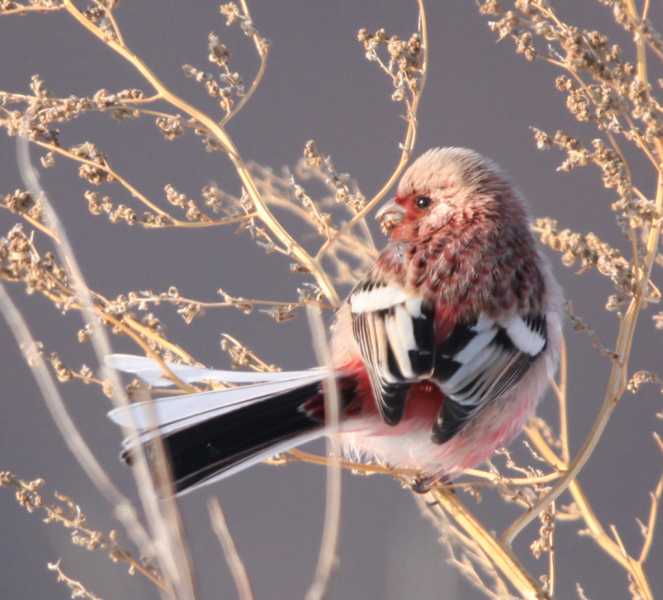 Зимний калейдоскоп глазами волонтера, или как я тигров с леопардами в Приморье фотоловушила. Январь 2026.