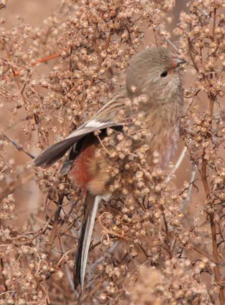 Зимний калейдоскоп глазами волонтера, или как я тигров с леопардами в Приморье фотоловушила. Январь 2026.
