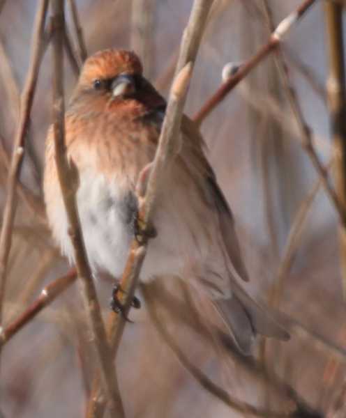 Зимний калейдоскоп глазами волонтера, или как я тигров с леопардами в Приморье фотоловушила. Январь 2026.