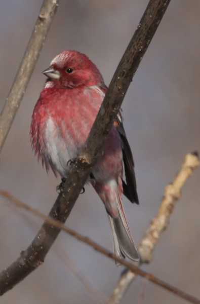 Зимний калейдоскоп глазами волонтера, или как я тигров с леопардами в Приморье фотоловушила. Январь 2026.