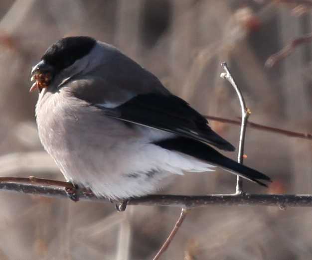 Зимний калейдоскоп глазами волонтера, или как я тигров с леопардами в Приморье фотоловушила. Январь 2026.