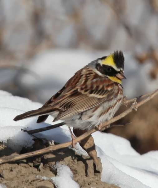 Зимний калейдоскоп глазами волонтера, или как я тигров с леопардами в Приморье фотоловушила. Январь 2026.