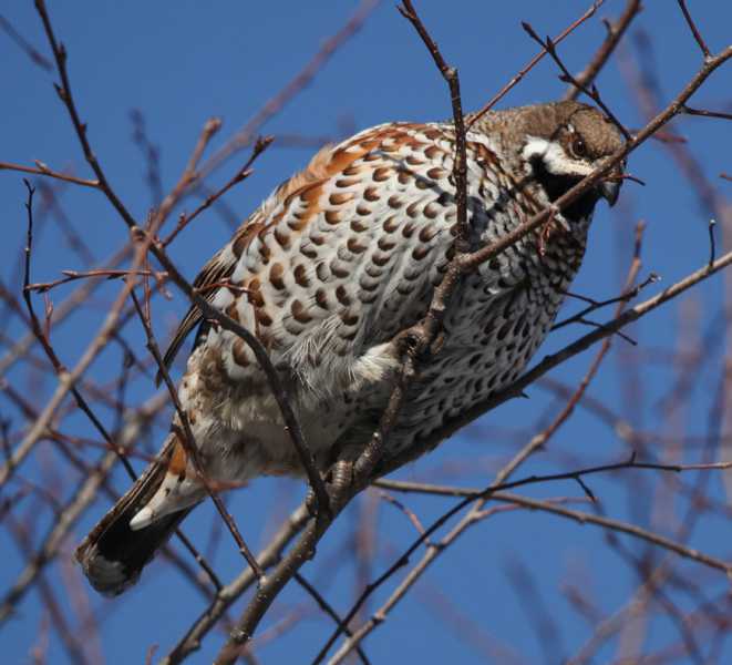 Зимний калейдоскоп глазами волонтера, или как я тигров с леопардами в Приморье фотоловушила. Январь 2026.