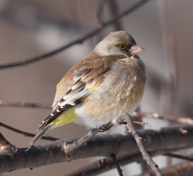 Зимний калейдоскоп глазами волонтера, или как я тигров с леопардами в Приморье фотоловушила. Январь 2026.