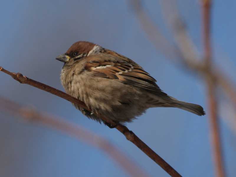 Зимний калейдоскоп глазами волонтера, или как я тигров с леопардами в Приморье фотоловушила. Январь 2026.