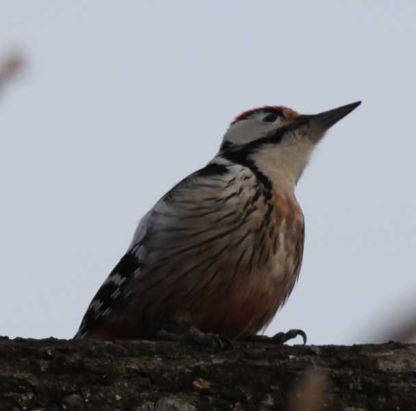 Зимний калейдоскоп глазами волонтера, или как я тигров с леопардами в Приморье фотоловушила. Январь 2026.