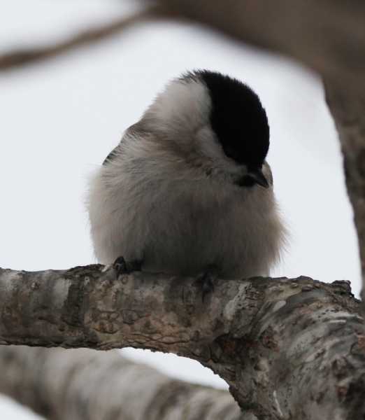Зимний калейдоскоп глазами волонтера, или как я тигров с леопардами в Приморье фотоловушила. Январь 2026.