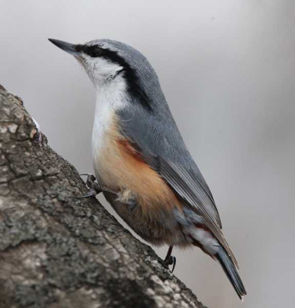 Зимний калейдоскоп глазами волонтера, или как я тигров с леопардами в Приморье фотоловушила. Январь 2026.