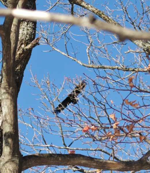 Зимний калейдоскоп глазами волонтера, или как я тигров с леопардами в Приморье фотоловушила. Январь 2026.