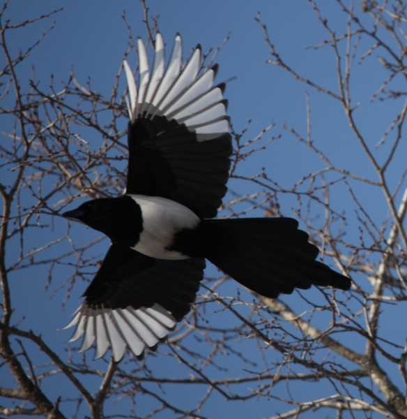 Зимний калейдоскоп глазами волонтера, или как я тигров с леопардами в Приморье фотоловушила. Январь 2026.