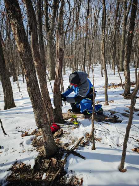 Зимний калейдоскоп глазами волонтера, или как я тигров с леопардами в Приморье фотоловушила. Январь 2026.