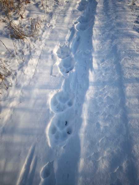 Зимний калейдоскоп глазами волонтера, или как я тигров с леопардами в Приморье фотоловушила. Январь 2026.
