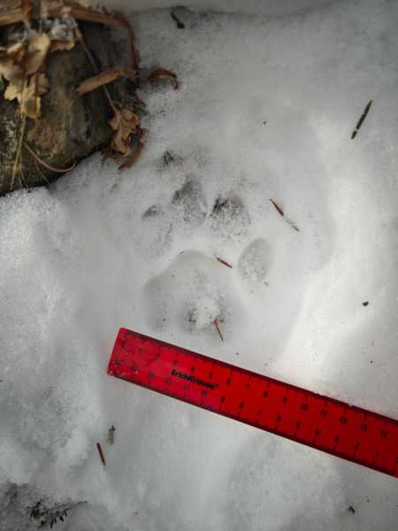 Зимний калейдоскоп глазами волонтера, или как я тигров с леопардами в Приморье фотоловушила. Январь 2026.